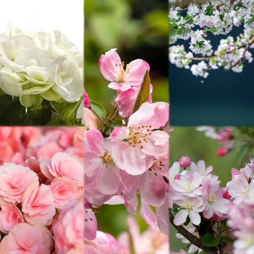begonien kräutergarten blumensamen wiesenblumen indoor garten begonie zimmerbonsai bonsai wildblumensamen mehrjährig winterhart deko stauden 10samen