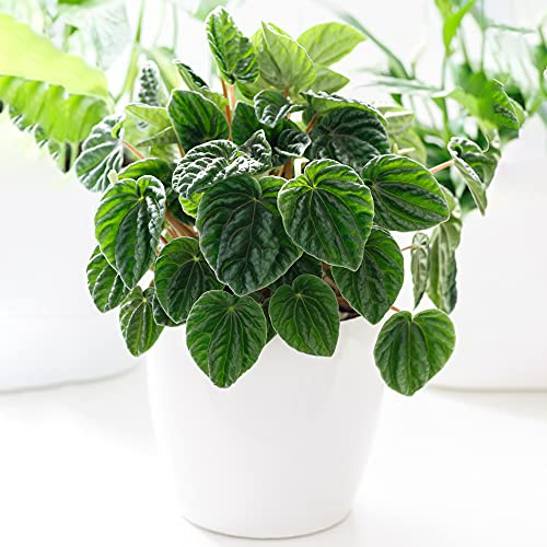 Peperomia caperata Lilian - kühl Pflanze | Hauspflanze mit Blickfang (15-25cm)