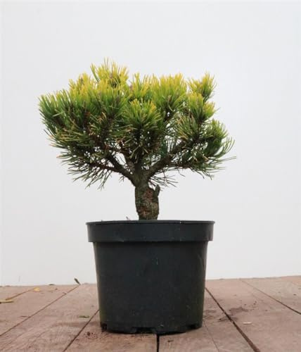 Bergkiefer Pinus mugo Carstens Wintergold 20-25 cm winterhart | Goldgelbe Winterfärbung, kompakter Wuchs, sonniger Standort, ideal für Vorgarten, Terrasse und Balkon