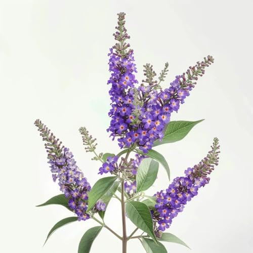1000 Semi d'Albero con Farfalle (Buddleja) - SemiSelvaggio Permacultura