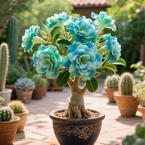 La rosa del desierto florece fácilmente durante toda la temporada sin necesidad de mantenimiento-1tubérculos-B
