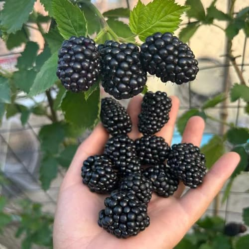 moras - sostenibles zarzamora Semillas de resistentes balcón raros espaldera amantes de la 40semillas