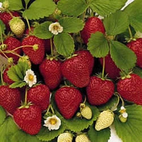 25 graines de vanille Fragissimo Fraise
