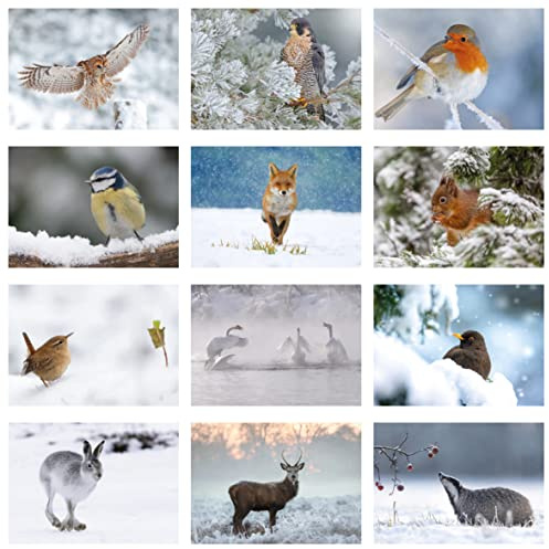 Lot de 24 cartes de vœux avec enveloppes et enveloppes écologiques Motif faune hivernale