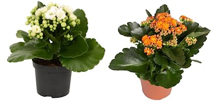 Dos Plantas Kalanchoe Naturales - Flores de Interior Fáciles de Cuidar