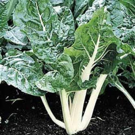 300 Lucullus Swiss Chard Seeds for Planting 7+ Grams of Seeds Non GMO and Heirloom Survival Vegetable Garden