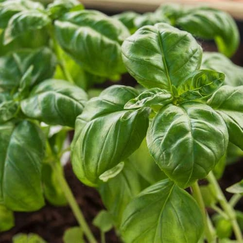 semi di basilico giardino varietà antiche resistenti 400pcs