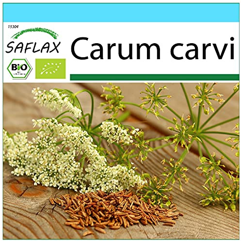 SAFLAX - Geschenk Set - BIO - Kümmel - 800 Samen - Mit Geschenk- / Versandbox, Versandaufkleber, Geschenkkarte und Anzuchtsubstrat - Carum carvi