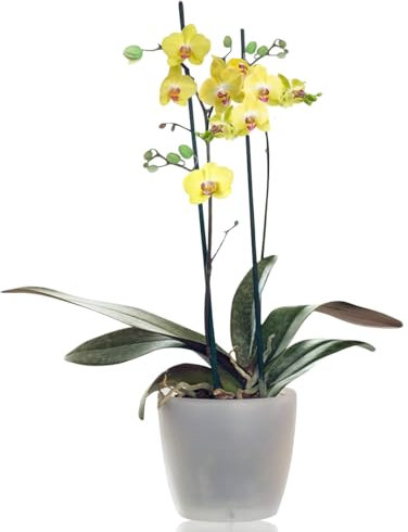 Sendabunch Fresh Phalaenopsis Twin Spiked Yellow Live Moth Orchid - Expertly chosen by Skilled Florists in Guernsey - Includes Free Box of Belgian Chocolates