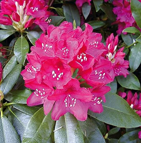 INKARHO - Großblumige Rhododendron Nova Zembla 30-40cm - Alpenrose