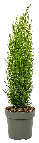 Plant in a Box - Cyprès de Toscane 'Totem' - Cupressus sempervirens - Pot 19cm - Hauteur 60-80cm