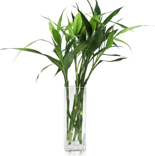DRERIO Schmale Rechteckige Glasvase 30cm | Große durchsichtige Blumenvase/Bodenvase für Wohnzimmer, Flur und Dekoration