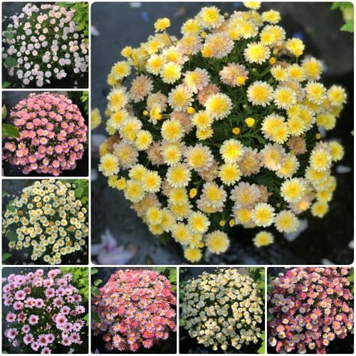 Semi di margherita perenni, semi di crisantemo Argyranthemum frutescens, rare esotici da balcone per esterno resistenti 600pcs