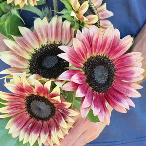 Sonnenblumensamen - zimmerbonsai gartenpflanzen sonnenblume, gewächshaus balkon kletterpflanzen outdoor rankpflanzen bodendecker stauden exotische zimmerpflanzen gartendeko für draußen 50pcs