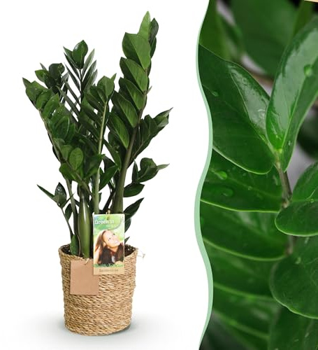 Zamioculcas - ZZ-plant - Entretien réduit - avec panier - Vert - 65-75cm - Ø17cm - Plante d'intérieur - Vert persistant