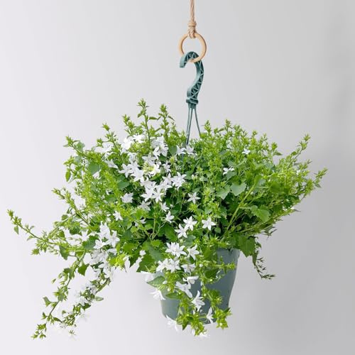 Polster-Glockenblume 'Adansa® White', weiß, Ampeltopf-Ø 19 cm