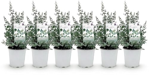 Eucalipto gunnii, pianta da terrazza, set da 6, resistente all'inverno, diametro 17 cm, altezza 40 cm