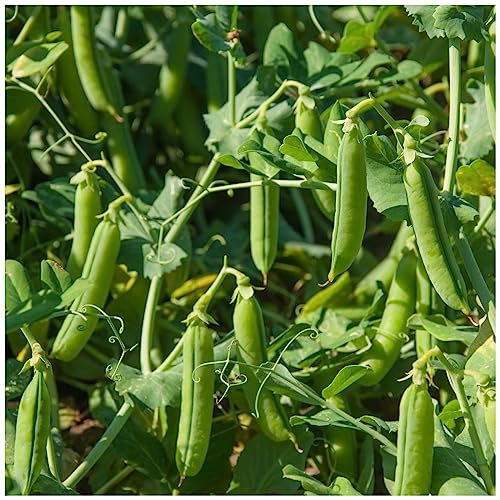 PREMIER SEEDS DIRECT - Pea - Onward - 250 Seeds (Early and Main Crop)