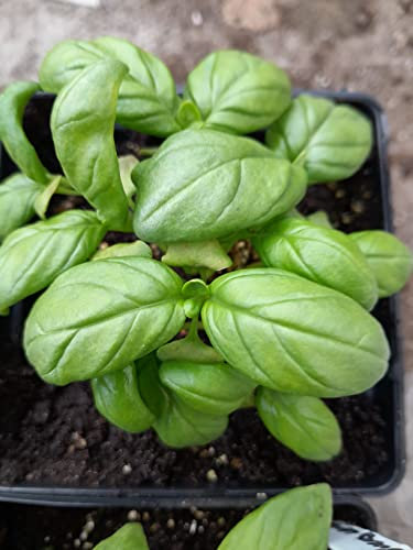 Just Seed - Organic Herb - Basil - Classic Italian - 2500 Seeds