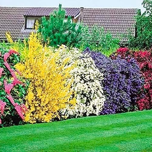 5 piante arbustive fiorite | Colore tutto l'anno | Resistenti per giardino esterno