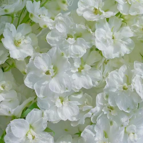 65 pcs rittersporn samen winterhart mehrjährig, pflanzensamen blumendeko Delphinium grandiflorum - Consolida ajacis plants praktische geschenke balkon pflanzen winterfest flowers