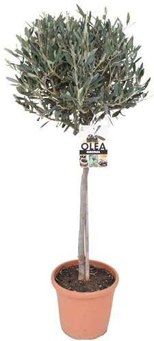 Olivenbaum-Stämmchen 100-120 cm – Mediterraner Olivenbaum für Garten, Balkon & Terrasse – Winterhart, Immergrün & Pflegeleicht