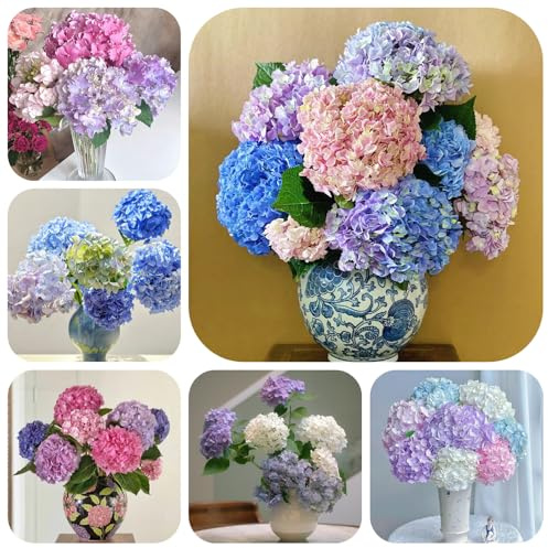 Semillas de hortensias resistentes - al invierno para el jardín. silvestres perennes y balcón exóticas, 150pcs