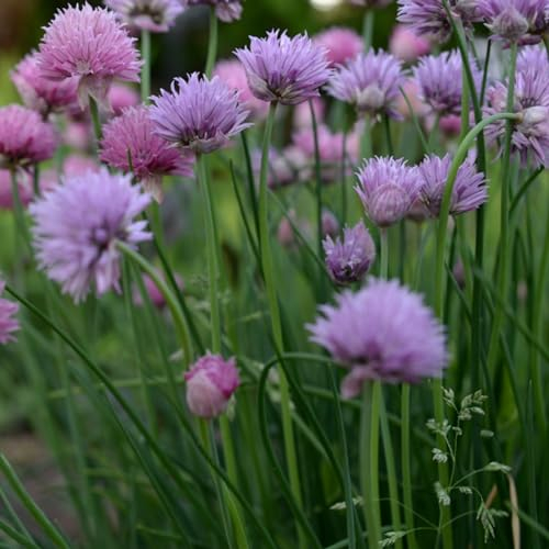 Chives Seeds - 300 Fresh Chive Herb Seeds – Plant and Grow Your Own Herbs Ideal for Greenhouse, Garden, Polytunnel, Growbags, Large Pots or Containers - Packed in The UK by Meldon Seeds
