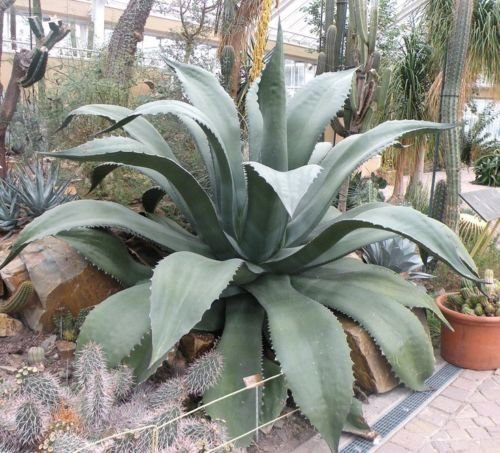 Green Giant AGAVE salmiana rara succulenta pulque giardino seme aloe 15 SEMI