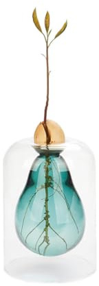 Balvi Vase de Germination Avocado Vase,Couleur Vert Vase pour avocatier Verre