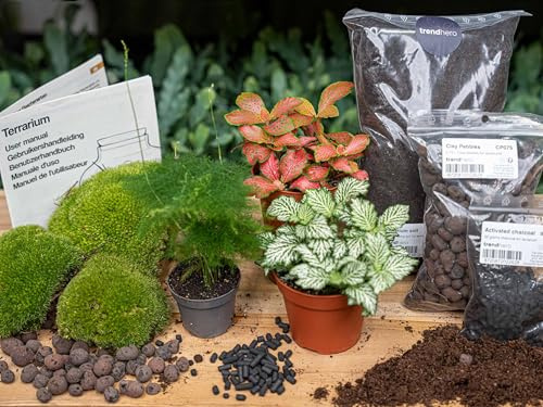 urbanjngl - Asparagus Terrarium Start- und Nachfüllpaket – 3 Terrarienpflanzen für DIY-Projekte – Ideal für kreative Gartenliebhaber – Pflegeleicht und dekorativ