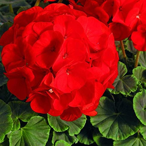 Generic Fresh 100 pcs Geranium Flower Seeds for Planting Red 2