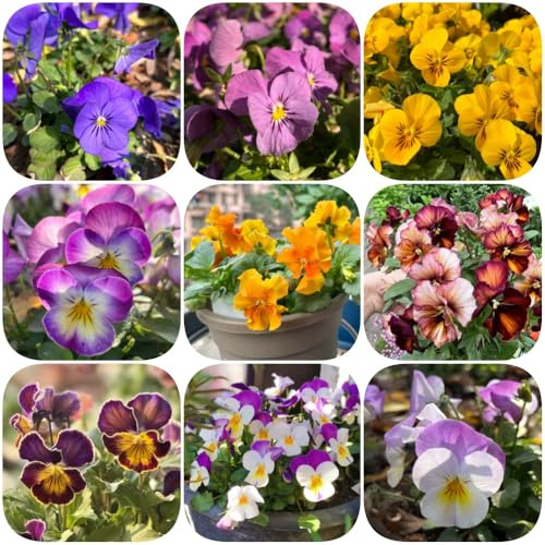 semi resistenti di viola corno, Viola cornuta, perenni resistenti da giardino primaverili d'appartamento da giardino roccioso decorazione 125pcs