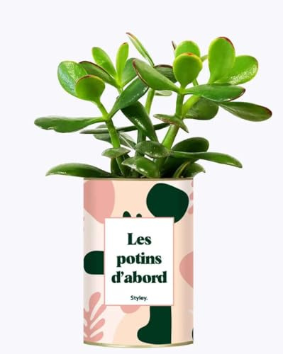 Les potins d'abord - Idée Cadeau Cactus