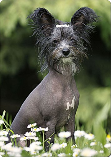 Nanyuk +++ Chinese Crested Chinesischer Schopfhund - SCHNEIDEBRETT Dekoteller Glasbrett Dekoglas - OPF 01