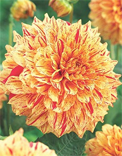 Schmuck Dahlie großblumig Gloriosa Knolle Blumenzwiebeln (1)