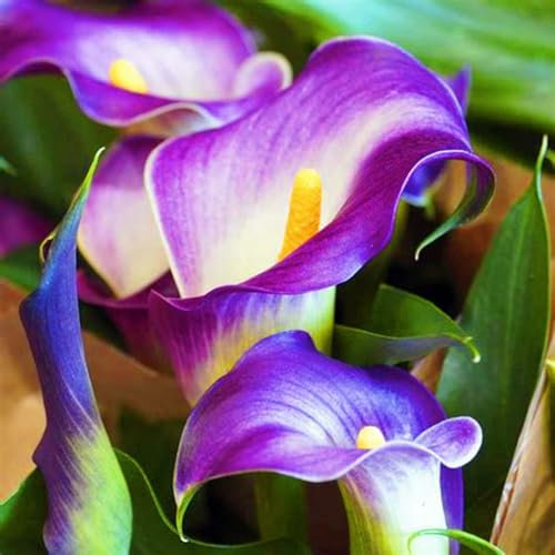 Calla Lily Bulbs-Calla Lily Bulbs for Planting Now UK,Wedding Flowers,Plant Bulbs,Garden Flowers,Hardy Perennial-10bulbs-b