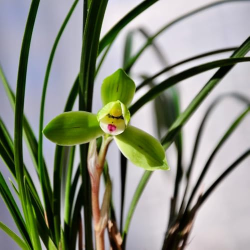 semillas de orquídeas, decorativas balcón variedades antiguas jardín de rocas 400pcs