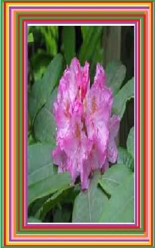 Common Problems of Rhododendron and Azalea