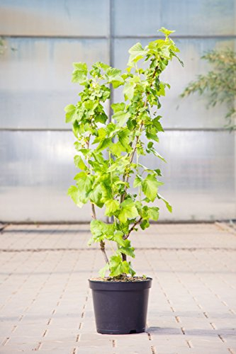 Ribes nigrum 'Titania' 30–40 cm – Winterhart, Mehrjährig, Pflegeleicht – Schwarze Johannisbeere – Obststrauch für Garten & Naschhecke