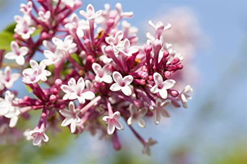 Syringa microphylla 'Superba' 150-175 cm - Zwergflieder, rosa Blüten, Blütezeit Mai-Juni, duftend, ideal für Hecken, pflegeleicht und winterhart