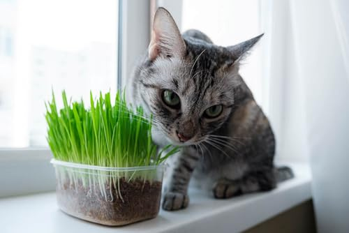 Graines Herbe à chat - Sachet de 75 grammes - Graines de style