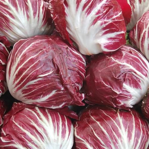 semillas de achicoria, variedades antiguas, invierno. 400pcs