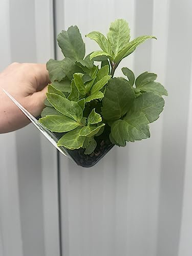 2 x Hellebore nyger in 9cm Pots | Christmas Rose | Garden Ready Plants 2 x 9cm Pots | Long Flowering Period | Evergreen Perennial