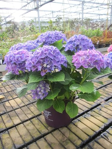 Hydrangea macrophylla Forever & Ever ® - Bauernhortensie Forever and Ever ® - 40-60cm