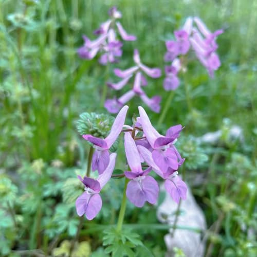 Delphinium - giardino, balcone semi di delphinium d'appartamento rare Arredamento del soggiorno con rialzata ombra semi di selvatici balcone, 550semi