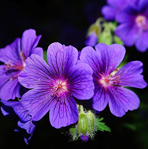 12 unidades o 1 m² Geranio perenne 'Orion' - Geranium 'Orion' Maceta 9x9 cm