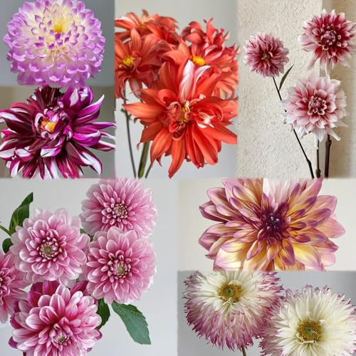 1 pezzi bulbi di dalia - decorazione balcone, perenni resistenti, bulbi temprani