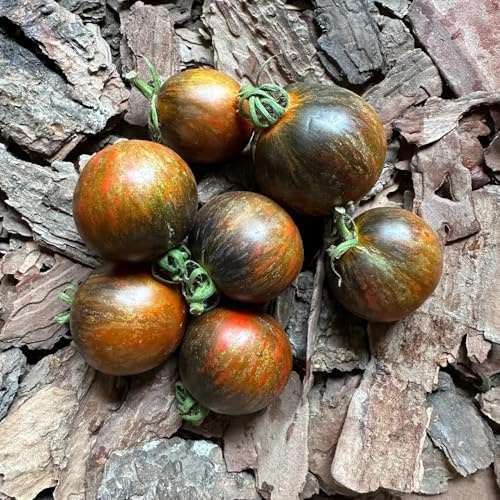 tomatensamen freiland, bio alte sorten bodendecker garten winterhart mehrjährig balkon seltene 125pcs