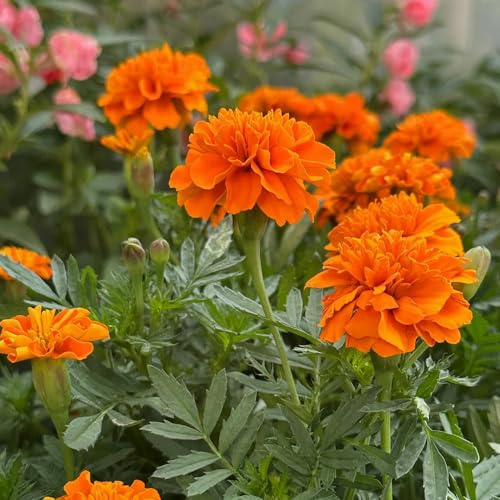 Tagetes erecta semi da balcone con parterre da ufficio decorazione estremamente resistente perenne resistente perenne 350pcs
